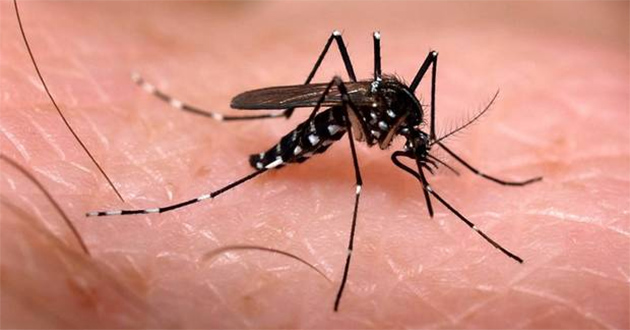 Aedes aegypti, mosquito transmissor de dengue, zica e chikungunya. Foto: Reprodução